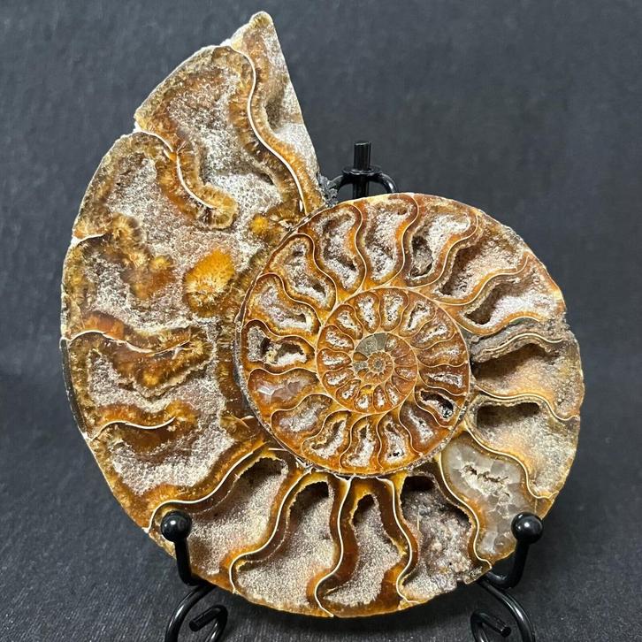 Prachtige gepolijste ammoniet (Y2) inclusief standaard., Verzamelen, Mineralen en Fossielen, Fossiel, Ophalen of Verzenden