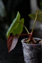 Anthurium Bigfoot x Goliath (Kartel Daun), Ophalen of Verzenden, Halfschaduw, Minder dan 100 cm