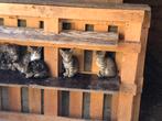 Super lieve boerderij katten te koop, Dieren en Toebehoren, Katten en Kittens | Overige Katten, Meerdere dieren, Kortharig, 0 tot 2 jaar