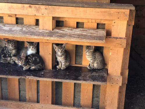 Super lieve boerderij katten te koop, Dieren en Toebehoren, Katten en Kittens | Overige Katten, Kortharig, Meerdere dieren, 0 tot 2 jaar