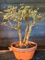 Bonsai Acer Buergerianum drie stam, boompje uit Japan, Ophalen of Verzenden, Halfschaduw, Overige soorten, Minder dan 100 cm