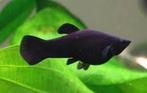 Blackmolly, Dieren en Toebehoren, Vis, Zoetwatervis