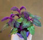 Gynura purple passion fluweelplant stekken, Ophalen of Verzenden, Overige soorten, Minder dan 100 cm