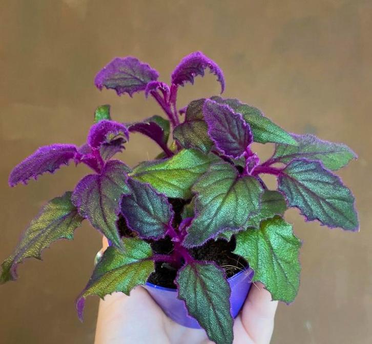 Gynura purple passion fluweelplant stekken, Huis en Inrichting, Kamerplanten, Overige soorten, Minder dan 100 cm, Ophalen of Verzenden
