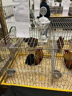 Hollandse kriel patrijs, Meerdere dieren, Kip