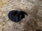 Minilop dwerghangoor, Dieren en Toebehoren, Mannelijk, Dwerg, Hangoor, 0 tot 2 jaar