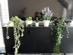Decorative plants, Huis en Inrichting, Woonaccessoires | Wandplanken en Boekenplanken, Ophalen, Zo goed als nieuw
