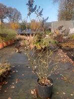 Blauwe vlinderstruiken buddleja 80/100 cm, Tuin en Terras, Planten | Bomen, Overige soorten, Minder dan 100 cm, Zomer, Ophalen