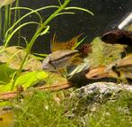 Apistogramma Cacatouides Red, Dieren en Toebehoren, Vissen | Aquariumvissen, Vis, Zoetwatervis
