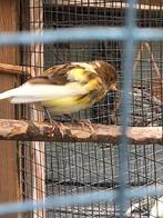 Kanaries bonte  en gele, Meerdere dieren, Kleurkanarie