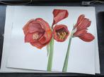 Aquarel Schilderij Rode Bloemen - Amaryllis, Ophalen of Verzenden