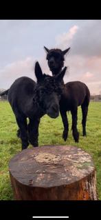 Mooie alpaca hengst, Dieren en Toebehoren, Overige Dieren, April, Mannelijk
