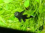L181 tussen 4 en 5 cm, Vis, Zoetwatervis