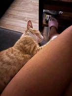 Lief jong katertje., Kater, Kortharig, 0 tot 2 jaar
