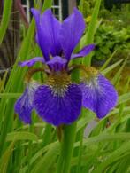 Zaden Iris Sibirica blauw, Tuin en Terras, Bloembollen en Zaden, Ophalen of Verzenden