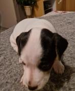 TE KOOP 1 jack rusell, Dieren en Toebehoren, Rabiës (hondsdolheid), Jack Russell Terriër, 8 tot 15 weken, Teef