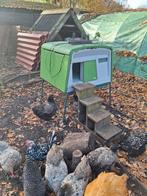 Omlet Eglu 1 compleet kippenhuis, Dieren en Toebehoren, Ophalen