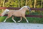 Palomino welsh merrie (5) en jaarling hengst, Dieren en Toebehoren, Merrie, B pony (1.17m tot 1.27m), Gechipt, 3 tot 6 jaar
