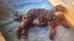 mini labradoodle reu mag het nest 11/12 oktober verlaten., Rabiës (hondsdolheid), Reu, 8 tot 15 weken, Meerdere