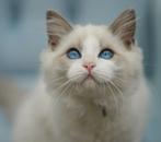 Ragdoll kittens 🐱, Dieren en Toebehoren, Katten en Kittens | Raskatten | Langhaar, Meerdere dieren, Gechipt