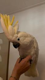 Super tamme jonge kaketoes, Dieren en Toebehoren, Vogels | Parkieten en Papegaaien, Geslacht onbekend, Papegaai, Geringd