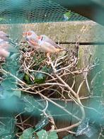 Zebravinken, Dieren en Toebehoren, Vogels | Overige Vogels, Meerdere dieren, Tropenvogel