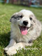 Border collie pups, Dieren en Toebehoren, Honden | Herdershonden en Veedrijvers, Rabiës (hondsdolheid), Meerdere, 8 tot 15 weken