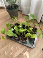 I have 11 small pothos (€3 per small plant), Huis en Inrichting, Kamerplanten, Ophalen, Overige soorten, Minder dan 100 cm