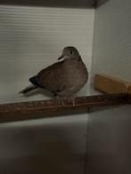 Tortel / Lach duiven., Dieren en Toebehoren, Vogels | Duiven, Meerdere dieren, Overige soorten