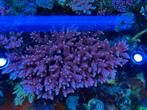 Pc Rainbow Acropora stekken zeeaquarium, Dieren en Toebehoren, Overige typen
