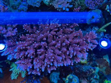 Pc Rainbow Acropora stekken zeeaquarium beschikbaar voor biedingen