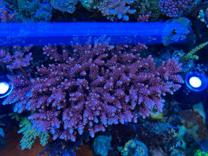 Pc Rainbow Acropora stekken zeeaquarium, Dieren en Toebehoren, Vissen | Aquariumvissen, Overige typen