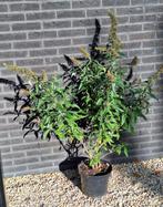 Vlinderstruik,  grote witte bloemen, Tuin en Terras, Planten | Struiken en Hagen, Ophalen