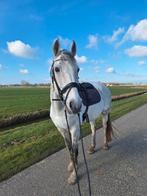 Leuke 15-jarige schimmel ruin incl toebehoren, Dieren en Toebehoren, Paarden, Gechipt, Ruin, 170 tot 175 cm, 11 jaar of ouder