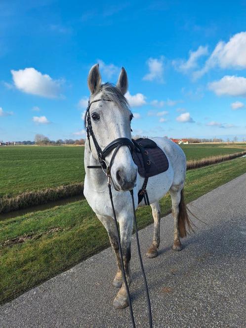 Leuke 15-jarige schimmel ruin incl toebehoren, Dieren en Toebehoren, Paarden, Ruin, 170 tot 175 cm, 11 jaar of ouder, Recreatiepaard