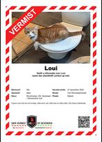 VERMIST NIJKERK!!, Kat