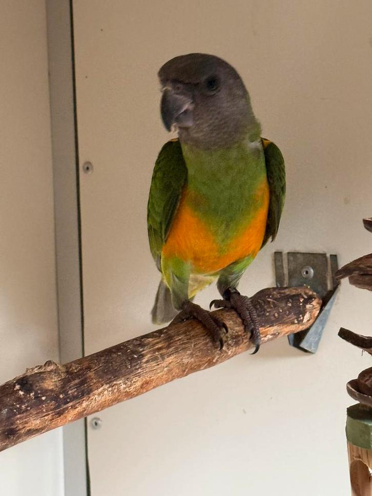 mooie jonge bonte boertje mannetje )( juni 2025 ), Dieren en Toebehoren, Vogels | Parkieten en Papegaaien, Papegaai, Mannelijk