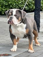 Lieve old english bulldog teef 🥰, Dieren en Toebehoren, Honden | Bulldogs, Pinschers en Molossers, CDV (hondenziekte), 1 tot 2 jaar