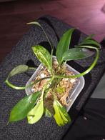 Philodendron Florida Beauty TC, Ophalen of Verzenden, Overige soorten, Volle zon