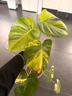 Monstera Aurea Marmorata, Huis en Inrichting, Kamerplanten, Ophalen, Halfschaduw, Minder dan 100 cm