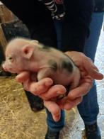 Volwassen mini dekbeertje., Dieren en Toebehoren, Mannelijk, Varken