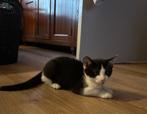 Laatste lieve speelse kitten