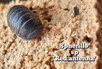 Spherillo sp 'Red antenna' beschikbaar voor biedingen