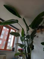 Strelizia Nicolai ruim 2.70m, Huis en Inrichting, Kamerplanten, Ophalen, Overige soorten, 200 cm of meer