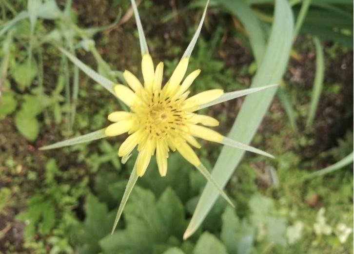 Fleurig zaden pakket 80 cent per soort., Tuin en Terras, Bloembollen en Zaden, Volle zon, Ophalen of Verzenden