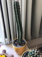 2 stuks cactus, Ophalen, Minder dan 100 cm, Volle zon, In pot