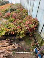 Nandina mooie soort fire power hoog 40 /50  partij 40 stuks, Tuin en Terras, Planten | Tuinplanten, Vaste plant, Halfschaduw, Winter