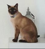 Dekkater aangeboden Siamees, Dieren en Toebehoren, Katten en Kittens | Raskatten | Korthaar, Kater, 6 jaar of ouder