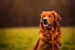 GEZOCHT! Golden retriever pup teef werklijn voor Hulphond, Dieren en Toebehoren, Vrouwelijk, Na 1 juli 2024