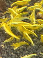 Yellow Fire Neon Stripe OE (orange eyes), Neocaridina, Dieren en Toebehoren, Vissen | Aquariumvissen, Kreeft, Krab of Garnaal